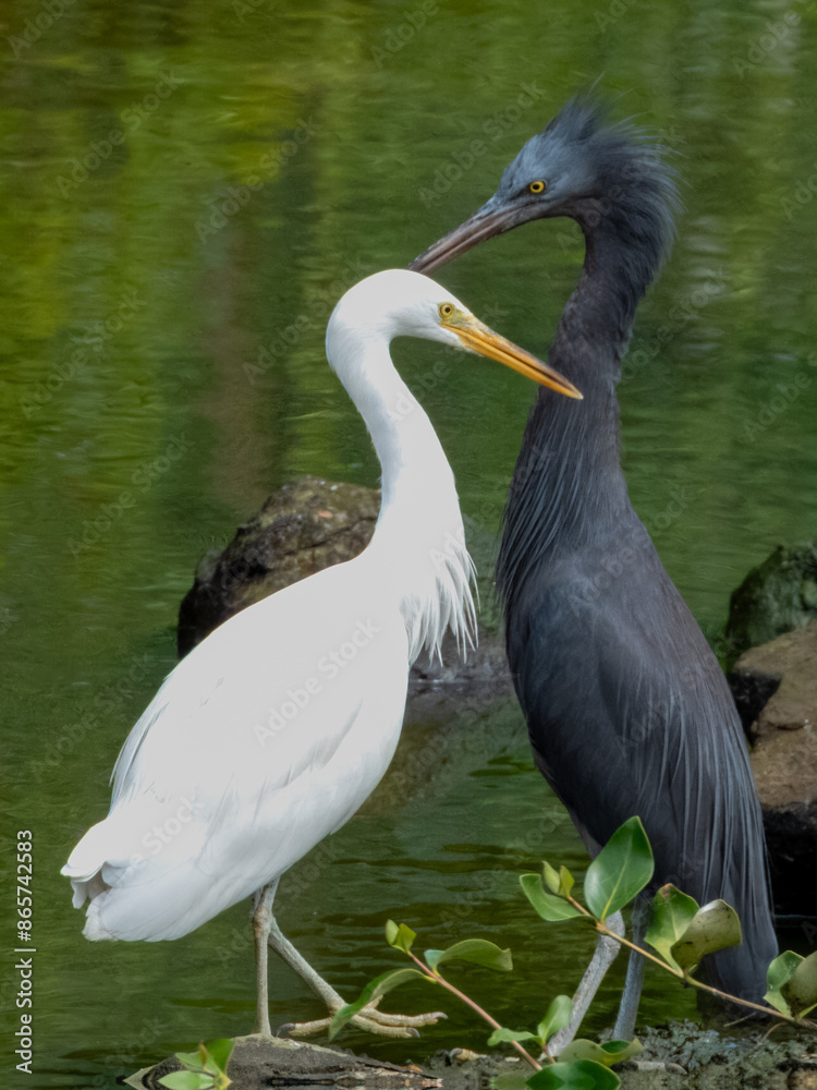 Fototapeta premium Pacific Reef-Heron in Borneo, Malaysia