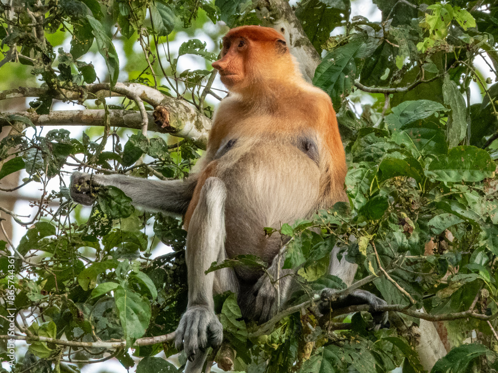 Fototapeta premium Wild Proboscis Monkey in Borneo, Malaysia