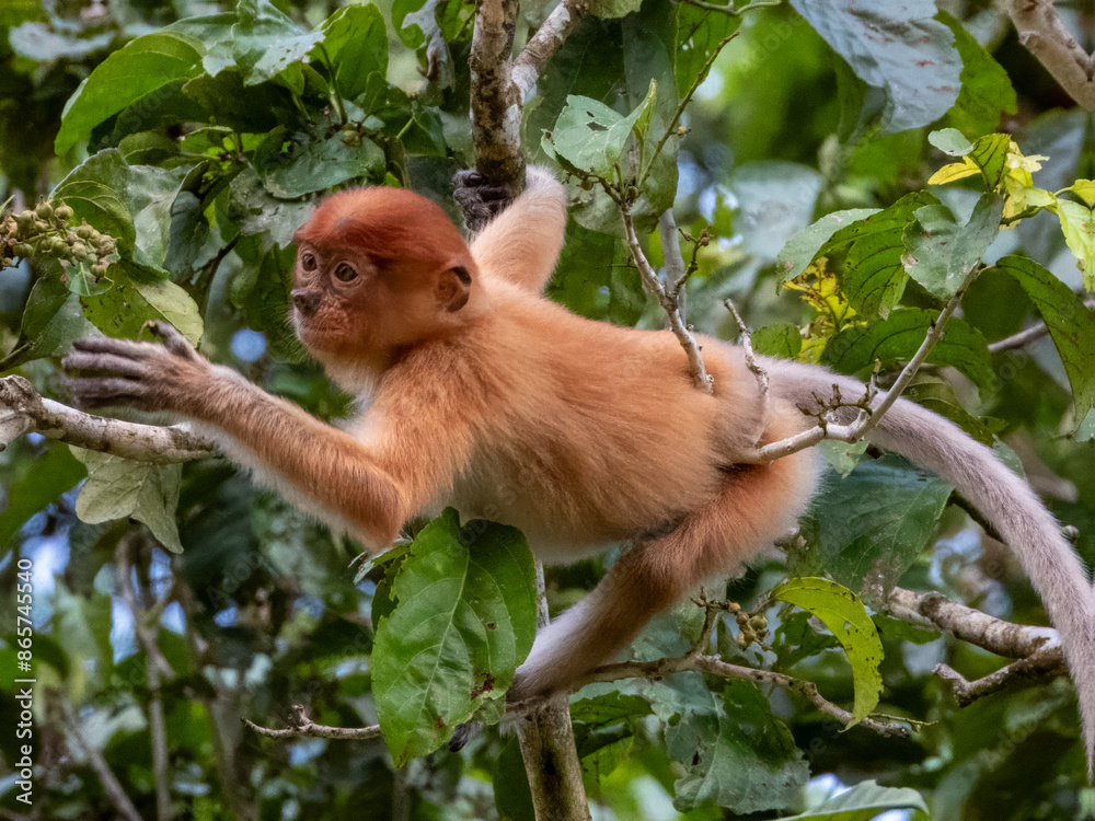 Obraz premium Wild Proboscis Monkey in Borneo, Malaysia