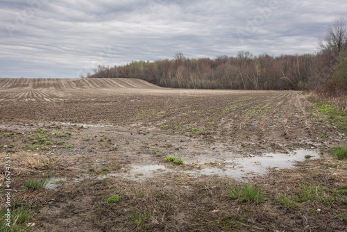 Foto A spring field with a puddle in the center surrounded by grass