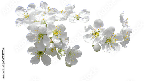 Wallpaper Mural A bouquet of white cherry blossoms with a transparent background Torontodigital.ca