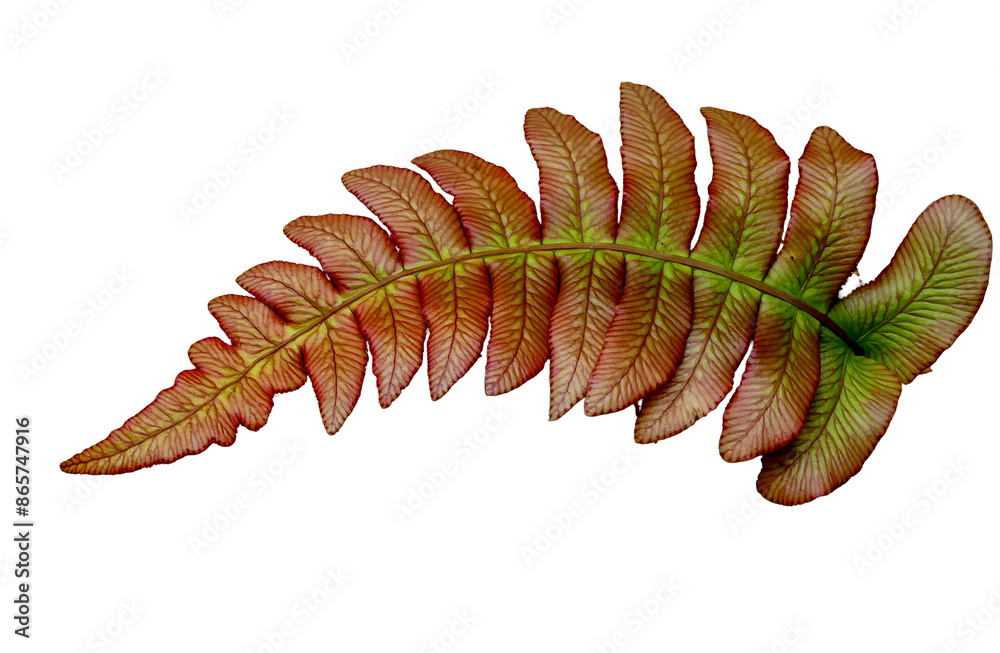 Fern leaf on a transparent background Fern leaf on a transparent background