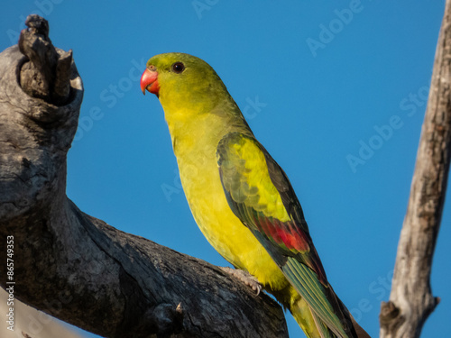 Regent Parrot in Victoria, Australia