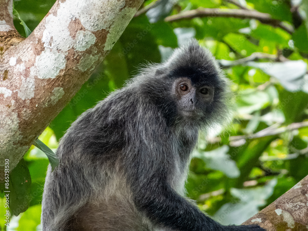 Fototapeta premium Silverleaf Monkey in Borneo, Malaysia