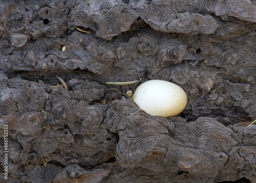 Принти на полотні Close up on wild mushroom growing in fallen pine tree trunk