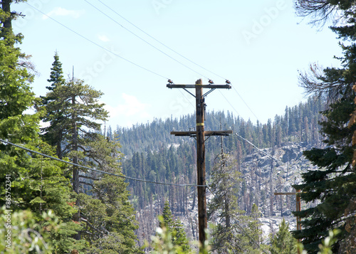 Power lines going through tall pine trees in the forest in Northern California. Plenty of clearance on both sides.