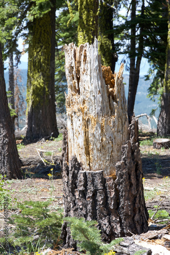 Pine tree trunk stump after tree snapped off.