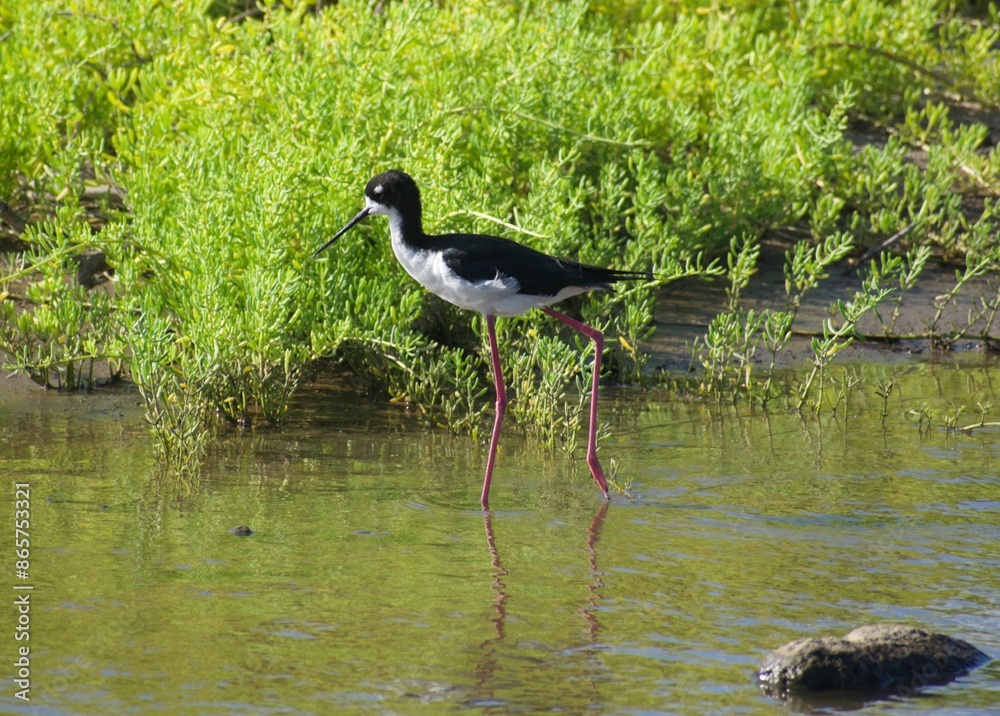 Fototapeta premium Hawaiian Black-Necked Stilts