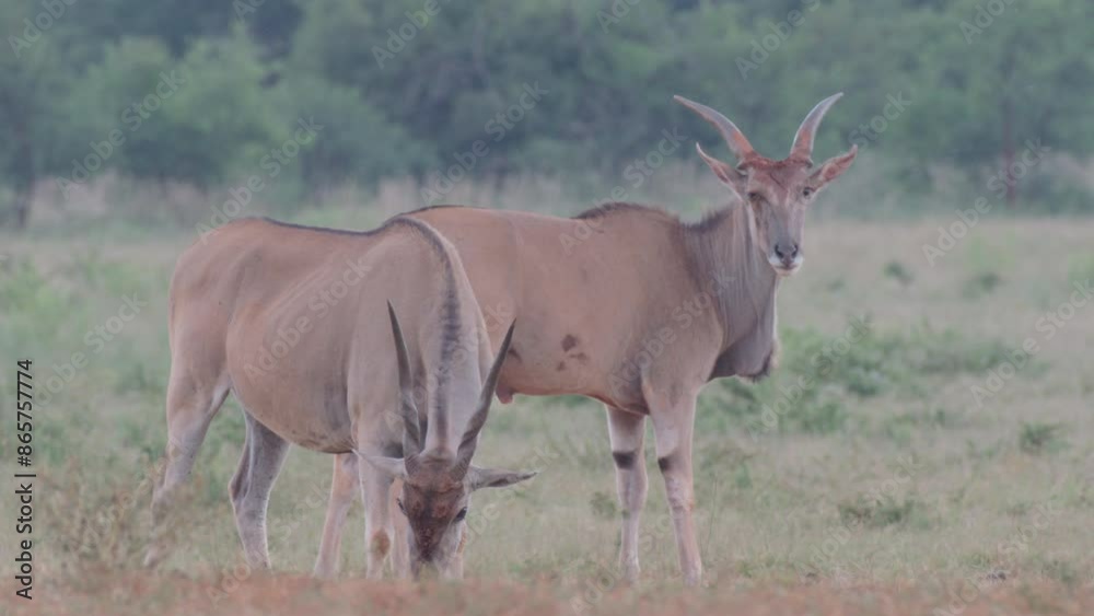 Eland Antelope Stare at Camera One Starts to Graze Eland Antelope Stare at Camera One Starts to Graze