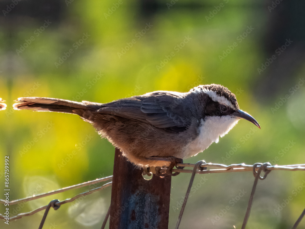 Naklejka premium White-browed Babbler in Victoria, Australia