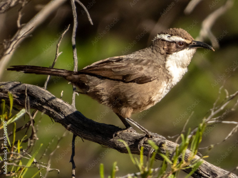 White-browed Babbler in Victoria, Australia White-browed Babbler in Victoria, Australia