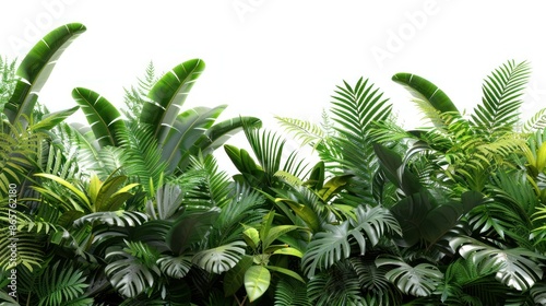 Lush Green Tropical Plants and Foliage on White Background