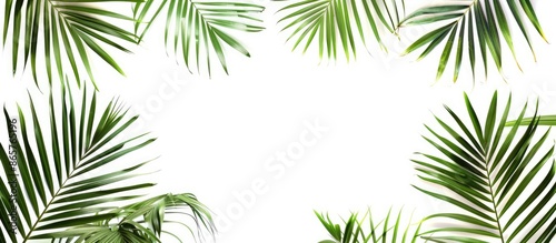 Palm leaf frame isolated on white background with space for text.
