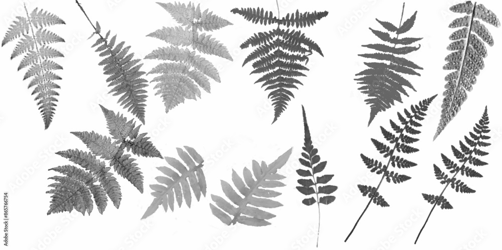 Vector silhouettes of fern leaves isolated on white background. Botanical set of leaves for design, print, postcard, and pattern. Fern vector illustration. Vector silhouettes of fern leaves isolated on white background. Botanical set of leaves for design, print, postcard, and pattern. Fern vector illustration.