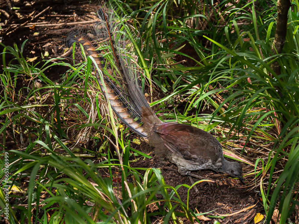 Fototapeta premium Australian Lyre Bird Digs In The Bush