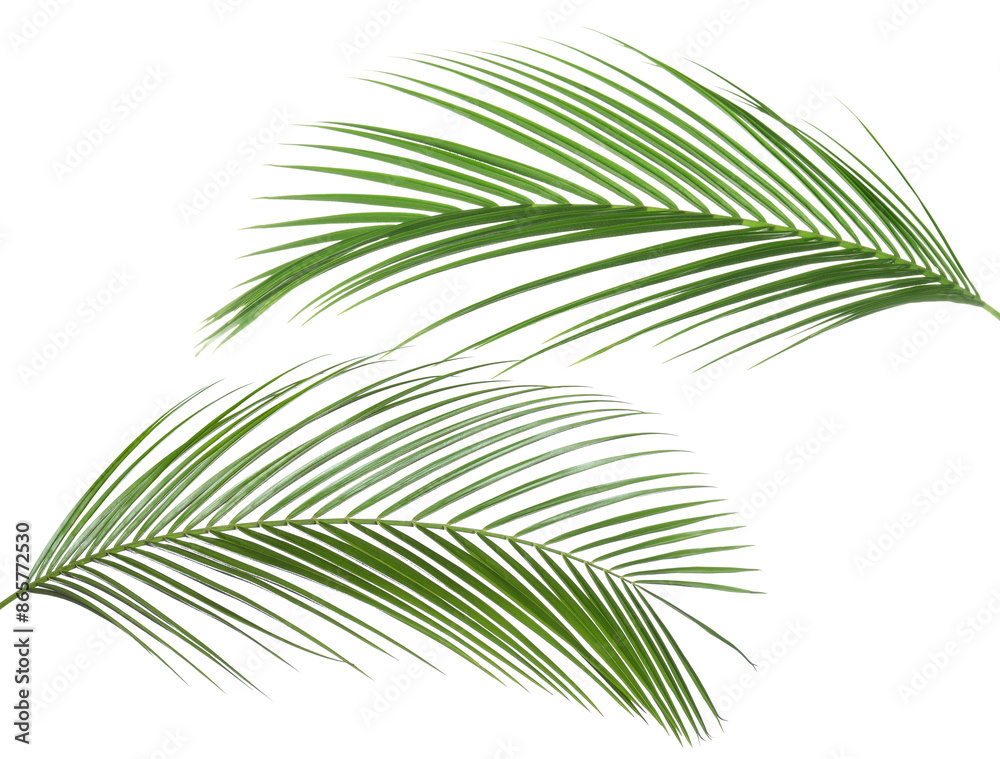 Fototapeta premium Green coconut palm leaves isolated on white, set