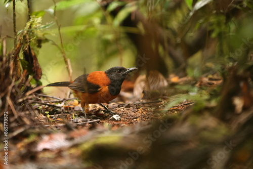 The hooded pitohui (Pitohui dichrous) is a species of bird in the genus Pitohui found in New Guinea. This photo was taken in Arfak mountain, west Papua, Indonesia.