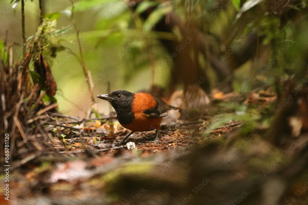 The hooded pitohui (Pitohui dichrous) is a species of bird in the genus Pitohui found in New Guinea. This photo was taken in Arfak mountain, west Papua, Indonesia. The hooded pitohui (Pitohui dichrous) is a species of bird in the genus Pitohui found in New Guinea. This photo was taken in Arfak mountain, west Papua, Indonesia.