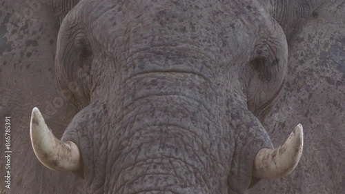 Elephant Extreme Close Up Drinking Water photo