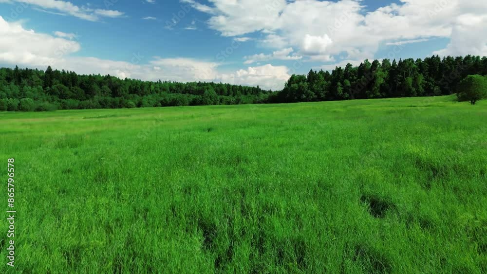 green grassy meadows surrounded by forest - drone video. green grassy meadows surrounded by forest - drone video.