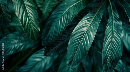 Closeup leaf texture. Green tropical plant close-up. 