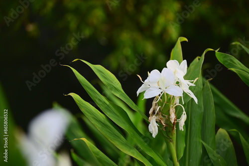 Coronarious Gingerlily is noted for its white petals resembling butterflies, blooming amidst lush green foliage with a strong fragrance, thriving in Taiwan's humid low to mid-altitude regions. photo