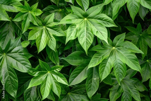 The leaves of the cassava plant known as daun singkong are green