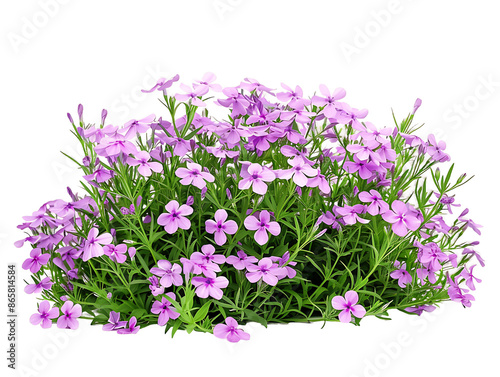 Phlox Subulata Bush on Transparent Background © Novian