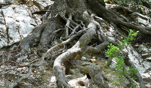 tree in the forest