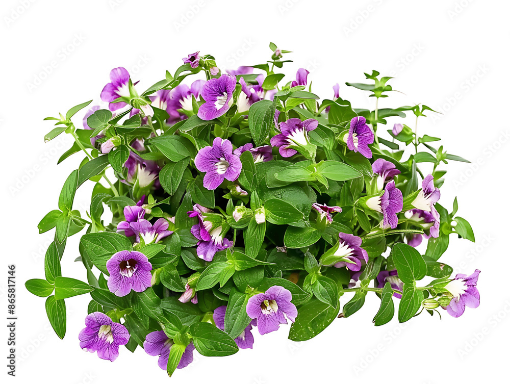 Torenia Fournieri on Transparent Background Torenia Fournieri on Transparent Background