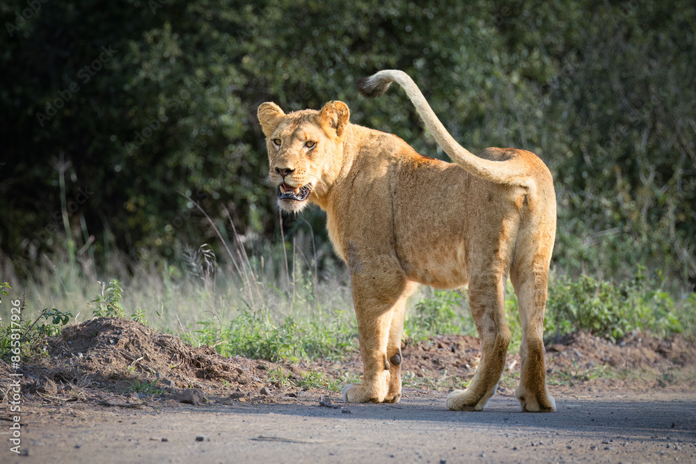 A young lioness, her youth indicated by faint spots on her coat, stands in the road, looks back intently and swings her tail in a game reserve in South Africa. A young lioness, her youth indicated by faint spots on her coat, stands in the road, looks back intently and swings her tail in a game reserve in South Africa.