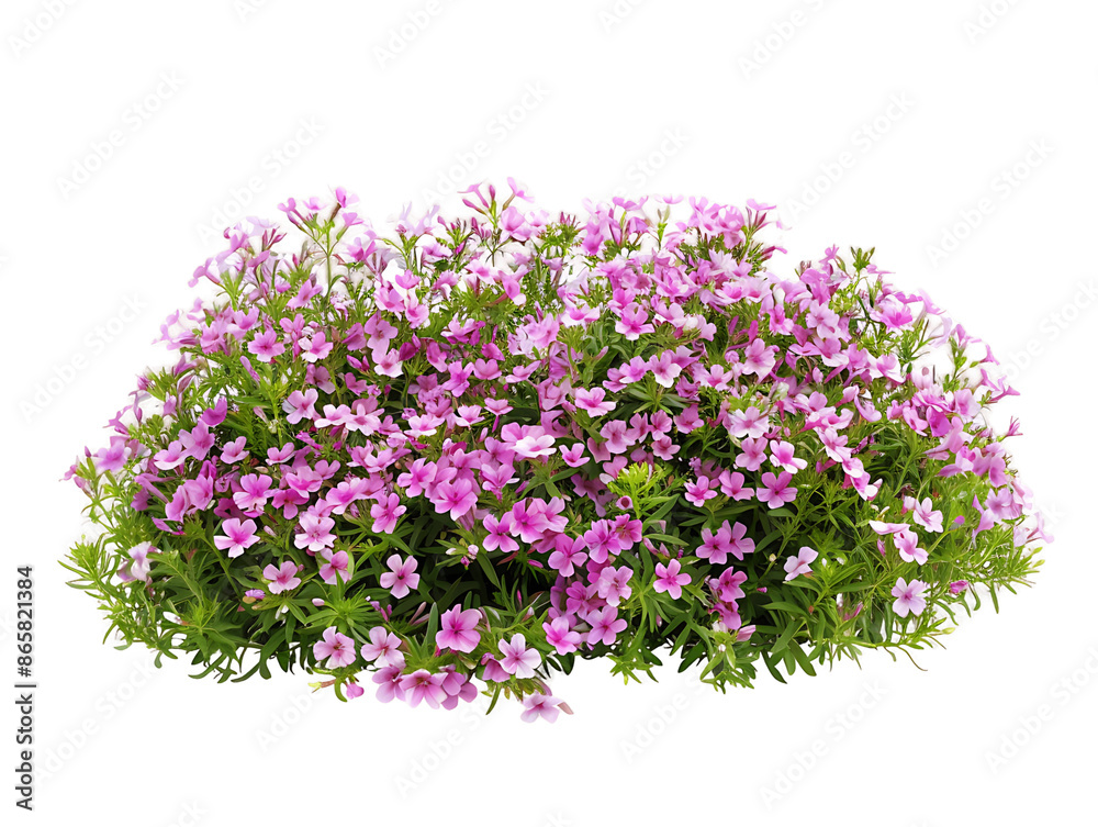 Phlox Subulata on Transparent Cutout Phlox Subulata on Transparent Cutout