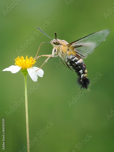 humming moth sucking pollen at garden