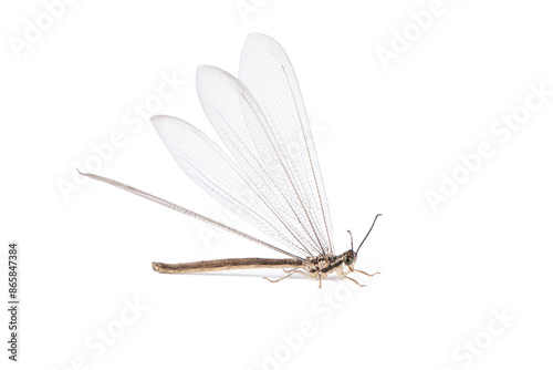 Vászonkép adult ant lion - myrmeleon immaculatus isolated on white background