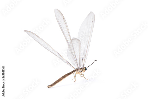 adult ant lion - myrmeleon immaculatus isolated on white background