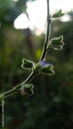 purple plants in the morning heart exposed to morning dew