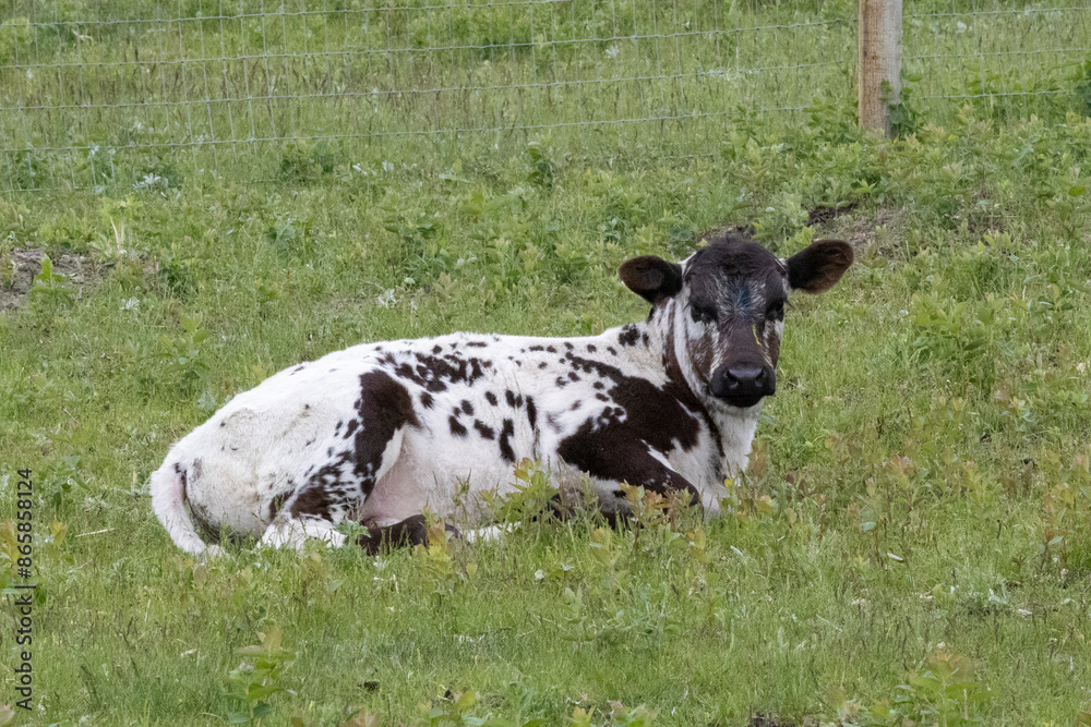 Rural scene of a black and white spotted Speckle Park baby calf curled up lying down in the lush green grass of the pasture on a cattle ranch. Rural scene of a black and white spotted Speckle Park baby calf curled up lying down in the lush green grass of the pasture on a cattle ranch.