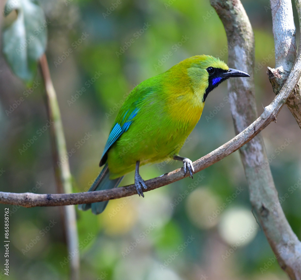 Obraz premium It is a species of the genus Green Bird. The special characteristic is that there are blue stripes on the outer edge of the wings