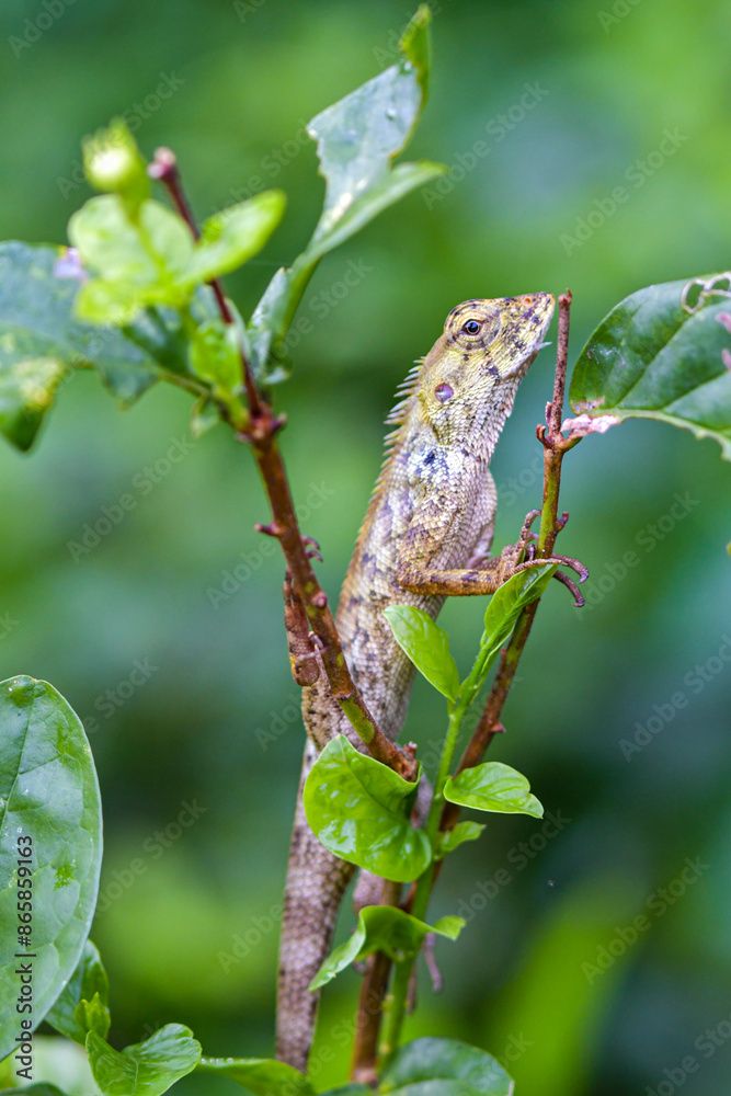 Fototapeta premium A chameleon sits on a branch waiting to catch an insect
