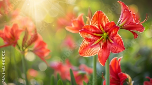 Fototapeta Naklejka Na Ścianę i Meble -  Beautiful meadow of amaryllis flowers close up, summer time on a sunny day, soft focus background, whimsical and Idyllic nature