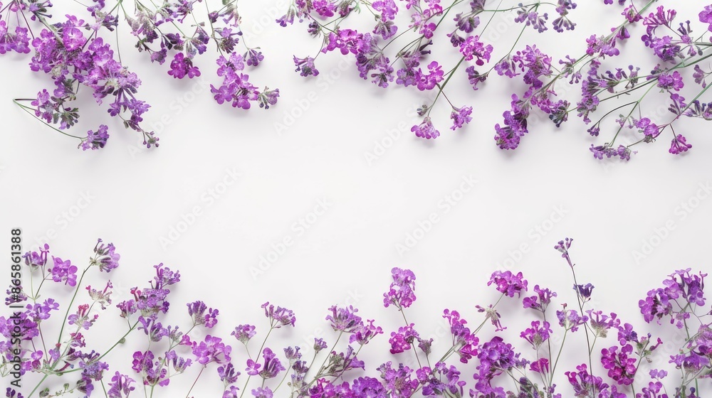 Purple Meadow Flowers on White Background with Copy Space Top View Purple Meadow Flowers on White Background with Copy Space Top View