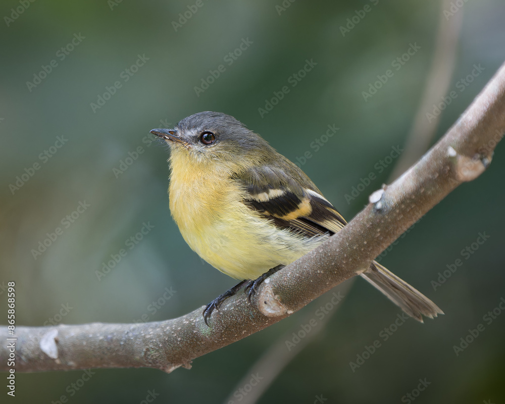 Fototapeta premium Nephelomyias pulcher