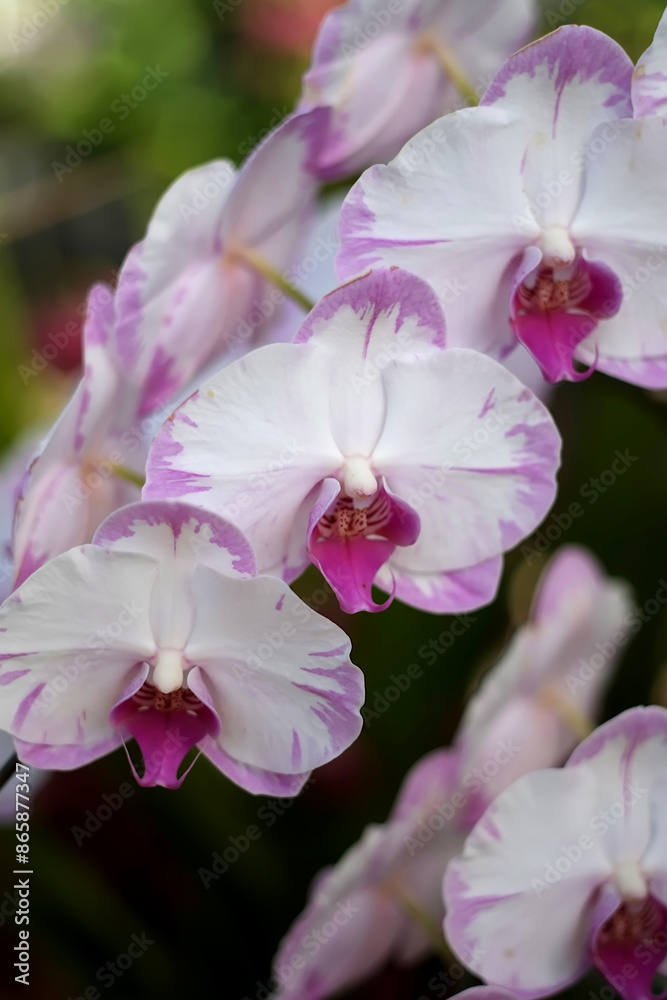 Obraz premium pink and white flowers