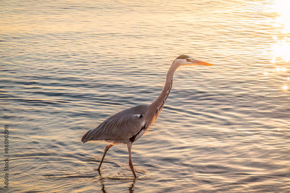Obraz premium A heron hunting in the sea. Grey heron on the hunt