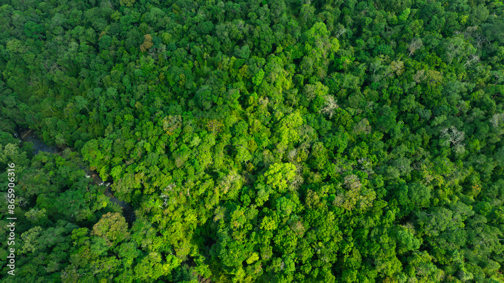 aerial view of dark green forest Abundant natural ecosystems of rainforest. Concept of nature forest preservation and reforestation aerial view of dark green forest Abundant natural ecosystems of rainforest. Concept of nature forest preservation and reforestation