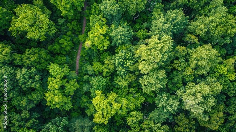 Naklejka premium Forest from above