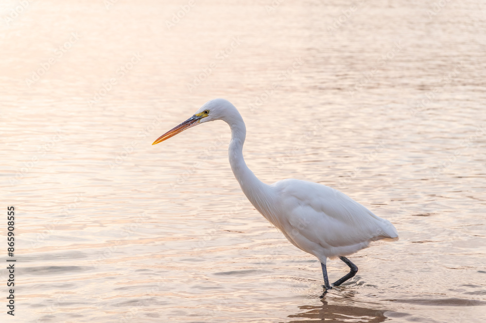 Naklejka premium Great egret (Ardea alba), a medium-sized white heron fishing on the sea beach