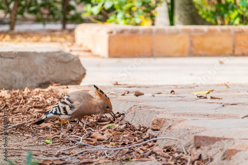 Eurasian hoopoe or Common hoopoe (Upupa epops) bird close-up on the ground