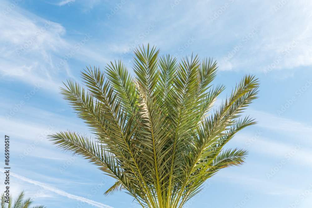 Palm tree with green leaves on blue background Palm tree with green leaves on blue background