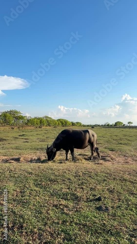 Vertical footage of buffalo grazing in the estuary and savanna of Baluran National Park, Situbondo, Indonesia. Golden hour ambiance on a sunny evening. Suitable for promotions for pet shops, vets, Wor